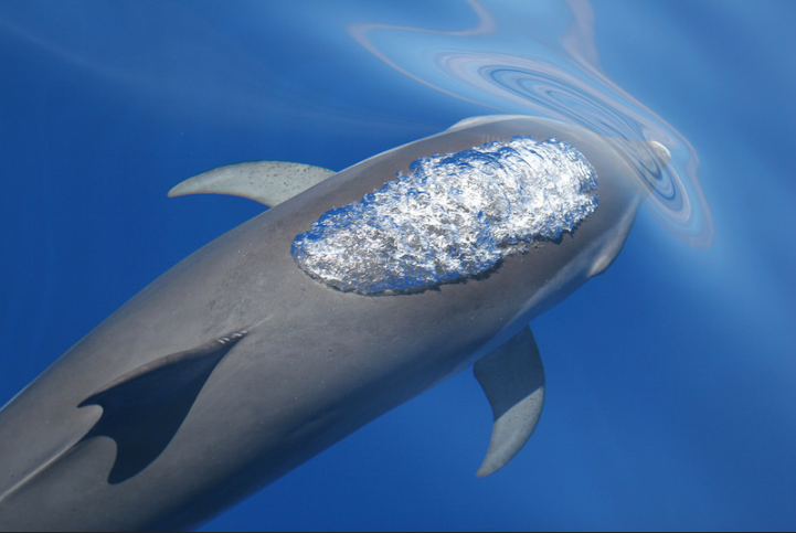 How Do Dolphins Use Echolocation?